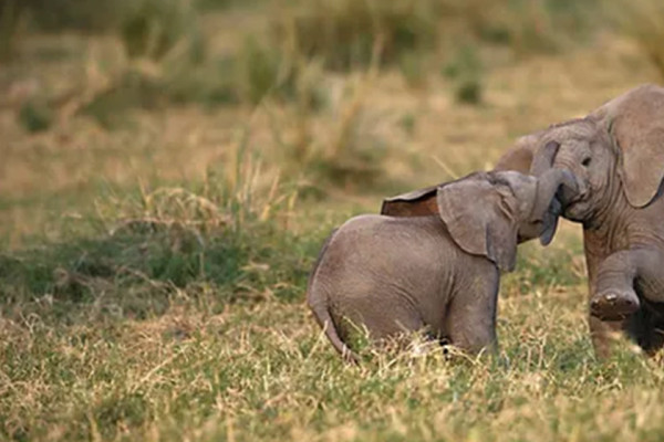खोरसोरका दुई छावा कतार उड्दै